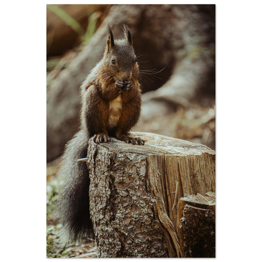 Squirrel in the Forest - Premium Poster